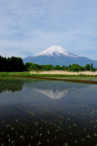 忍野村の水田逆さ富士の写真