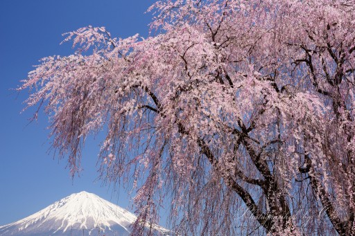 本門寺の枝垂れ桜と富士山の写真