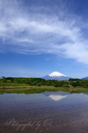 小山町の水田の逆さ富士の写真
