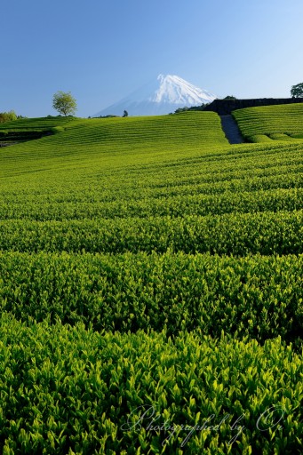 今宮の茶畑の写真