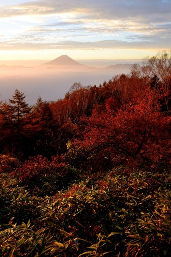 甘利山の紅葉と富士山の写真