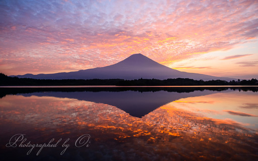 田貫湖より富士山と鱗雲の朝焼けの写真