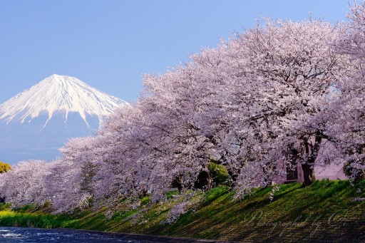 龍巌淵の桜と富士山の写真