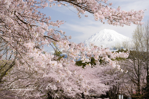 岩本山公園の桜と富士山の写真