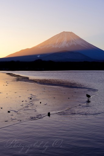 精進湖の氷と富士山の写真