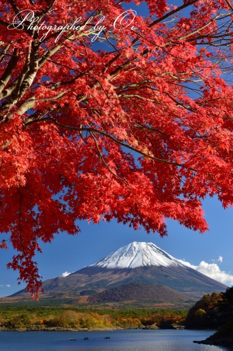精進湖の紅葉と富士山の写真
