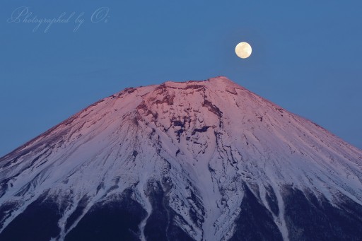 朝霧高原の紅パール富士の写真