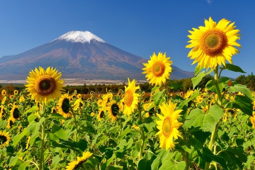 花の都公園のヒマワリと富士山の写真