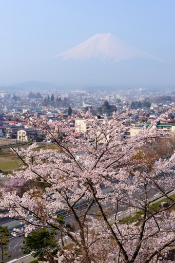富士見孝徳公園の桜と富士山の写真