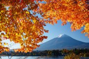 河口湖の紅葉と富士山の写真 「鮮黄の額縁」