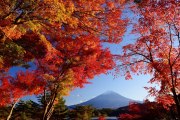 河口湖の紅葉と富士山の写真 「西陽に彩る」