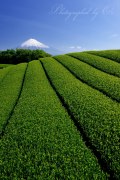 岩本山の茶畑の写真 「鮮やかに流れる」