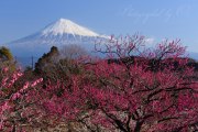 岩本山公園の梅の写真 「紅梅彩る」