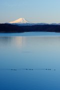 狭山湖から望む富士山の写真 「早朝のワルツ」
