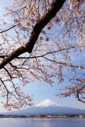 河口湖の桜と富士山の写真 「サクラ踊る」