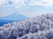 高ボッチの樹氷と富士山の写真 「樹氷の森」