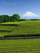 大淵笹場の茶畑の写真 「緑の階段」