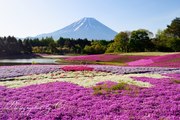 富士本栖湖リゾートの芝桜と富士山の写真 「華やぐ絨毯」