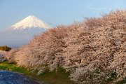 龍巌淵の桜と富士山の写真 「優暮れ」