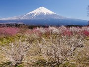 富士宮市白糸から望む梅林と富士山の写真 「彩の楽園」