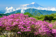 ハマイバ丸のミツバツツジと富士山の写真 「大株鮮やか」