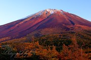富士山奥庭からの紅富士とカラマツの紅葉の写真 「明日を向く勇姿」