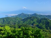 葛城山の新緑と富士山の写真 「新緑の丘」
