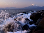井田海岸の波しぶきの写真 「夕刻に枝垂れる」