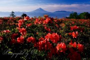 甘利山のレンゲツツジの写真 「花盛り」