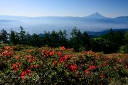 甘利山のレンゲツツジの写真 「いろどりの丘」