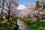 忍野村新名庄川の桜の写真 「みんなが待っている」