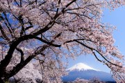 下柚木興徳寺の桜の写真 「澄空爛漫」