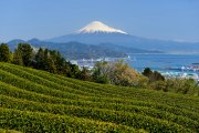 日本平の茶畑の写真 「春空爽やかに」