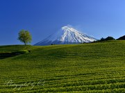 富士市今宮の茶畑より望む富士山の写真 「緑の絨毯」