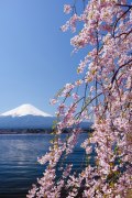 河口湖の桜の写真 「湖畔彩る」