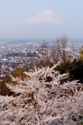 新倉山浅間公園の写真 「桜の便り」