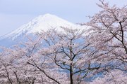 大石寺の桜と富士山の写真 「春対峙」