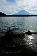 精進湖の流木と富士山の写真 「漂着」