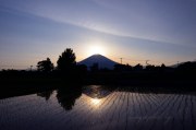 御殿場市水田のダイヤモンド富士の写真 「田園煌めく」