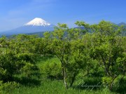 浮島ヶ原自然公園の新緑の写真 「碧々と茂る」