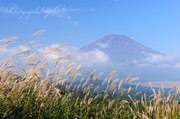 三国峠からススキと富士山の写真 「秋風そよぐ」