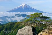 白谷丸より望む富士山と新緑と雲海の写真 「初夏の薫り」