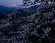 岩殿山から望む桜と富士山の夜明けの写真 「春靄の朝」