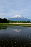 忍野村の水田逆さ富士の写真 「薄曇り映して」