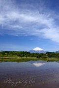 小山町の水田の逆さ富士の写真 「白雲見上げて」