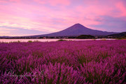 大石公園のラベンダー畑と富士山と朝焼けの写真 「朝焼けの下で」