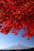 河口湖の紅葉（モミジ）の写真 「秋の盛り」