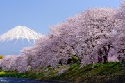 龍巌淵の桜と富士山の写真 「桜並木」