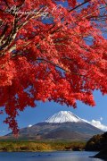 精進湖の紅葉と富士山の写真 「秋の実り」