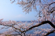 河口湖長崎の写真 「咲き乱れる」